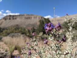 Image of purple sage