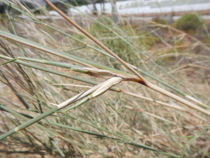 Image de Stipagrostis namaquensis (Nees) De Winter