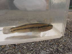 Image of Shimofuri Goby