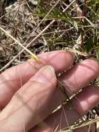 Image of sanddune cinchweed