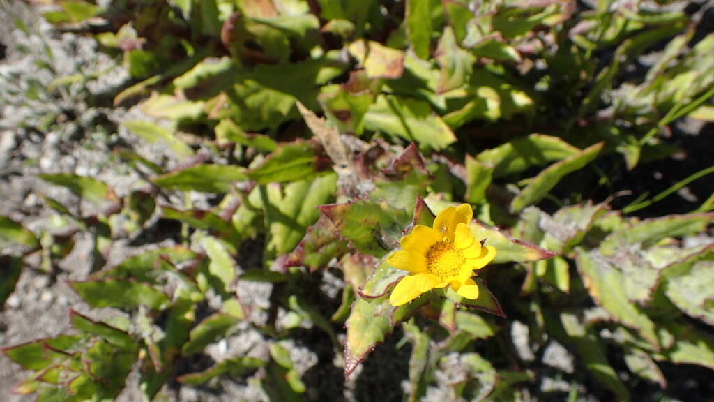 Image of Osteospermum ilicifolium L.