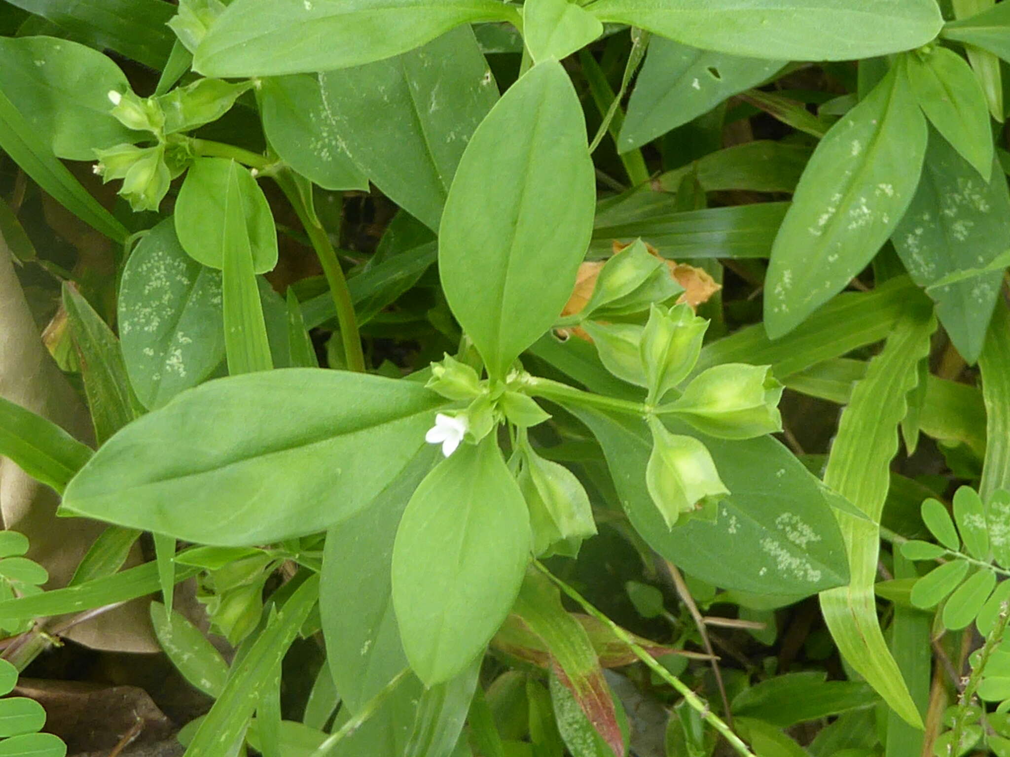 Image of Leptopetalum pteritum (Blume) Neupane & N. Wikstr.