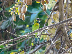 Image of Blue-eared Barbet