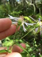 Eurybia radula (Ait.) G. L. Nesom resmi