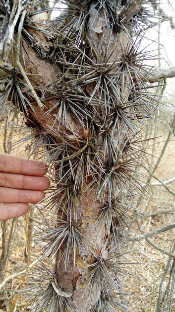 Image of Pereskiopsis porteri (Brandegee ex F. A. C. Weber) Britton & Rose