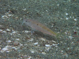 Image of Cinnabar goatfish