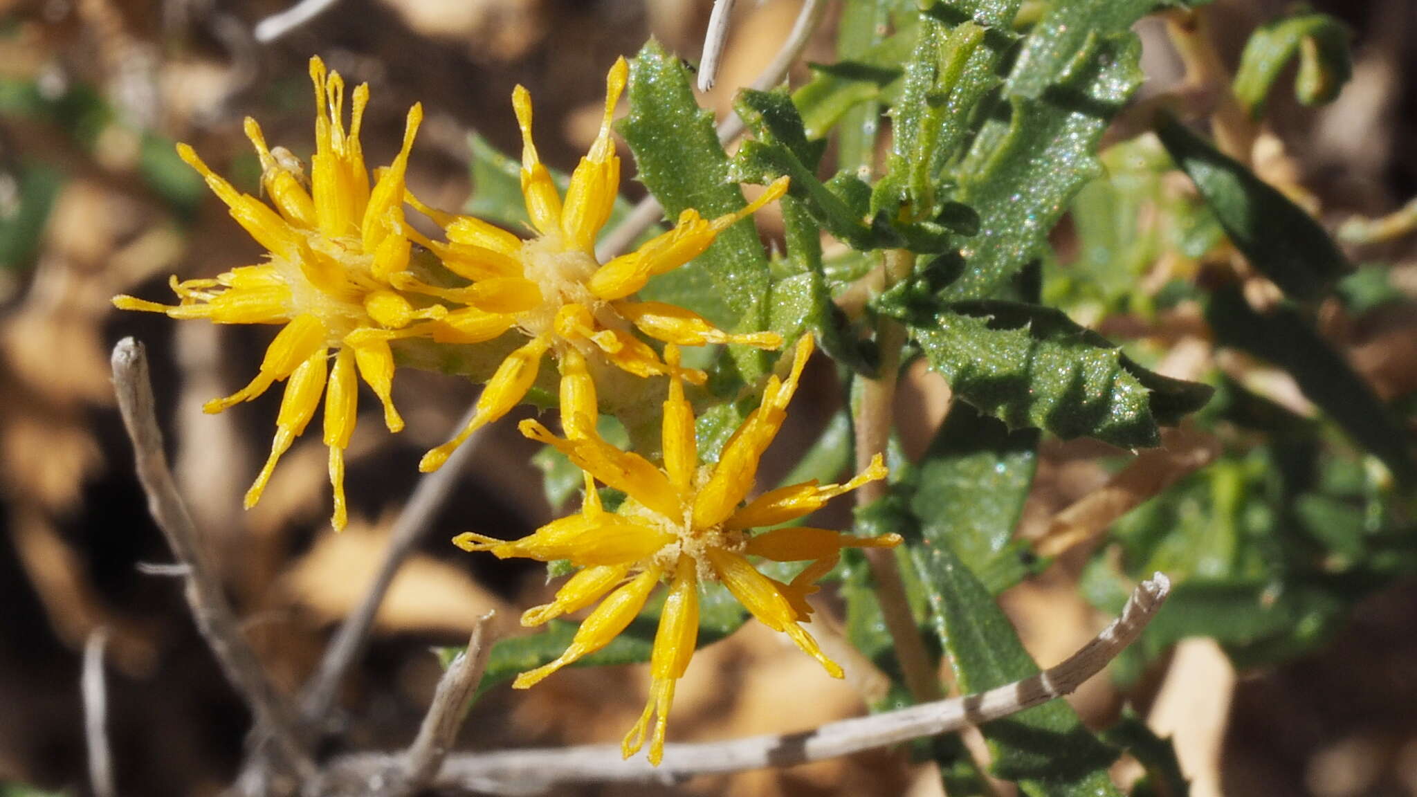 Image of alkali goldenbush