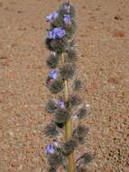 Слика од Echium auberianum Webb & Berth.