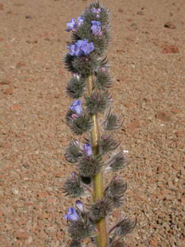 Слика од Echium auberianum Webb & Berth.