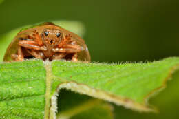 Слика од Physonota nitidicollis Boheman 1854