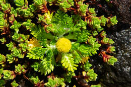 Image of Leptinella lanata Hook. fil.