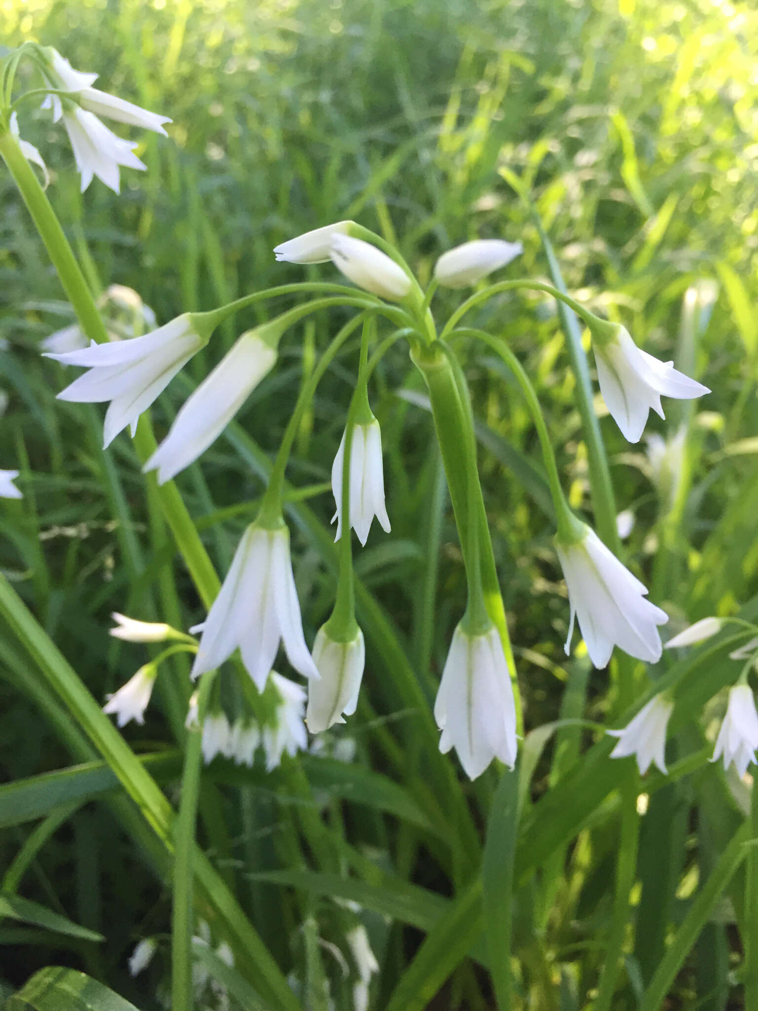 Image of Threecorner leek