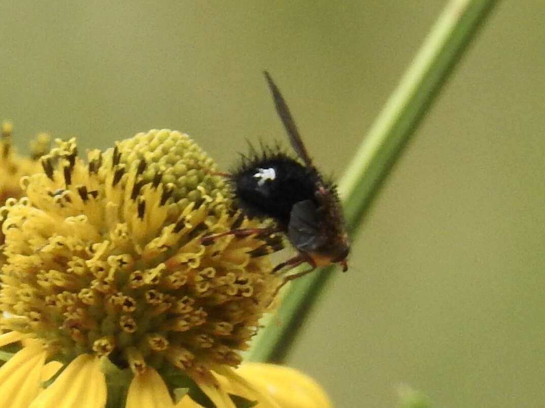 صورة Epalpus albomaculatus (Jaennicke 1867)