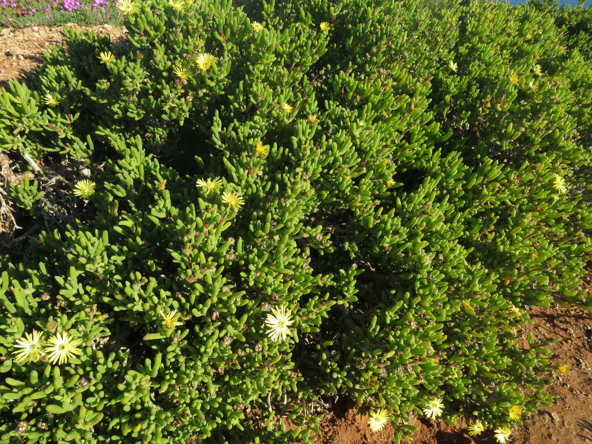 Image of Delosperma crassum L. Bol.