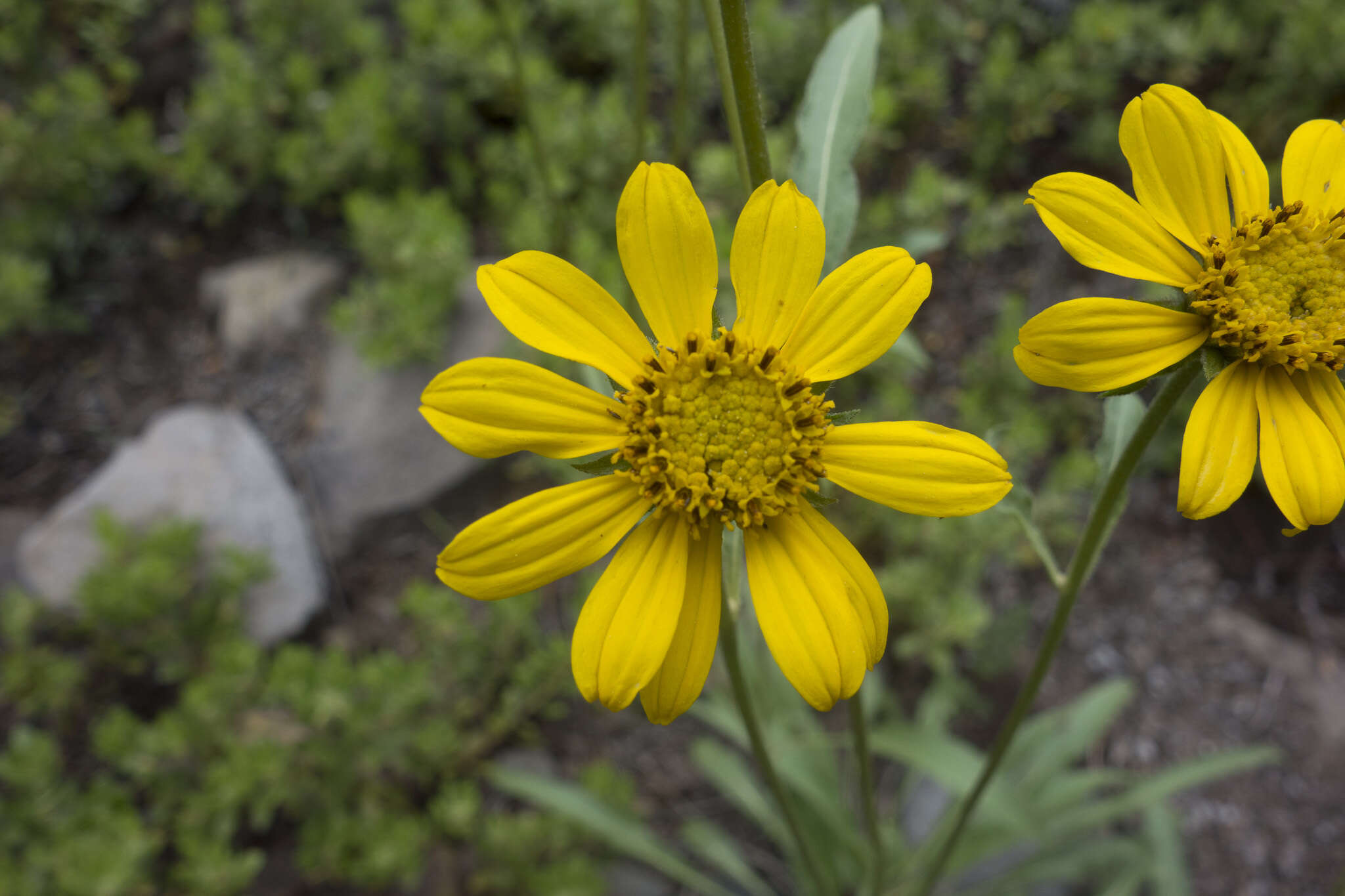 Image of Nevada helianthella