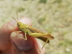 Image de Chorthippus (Glyptobothrus) miramae Ramme 1939