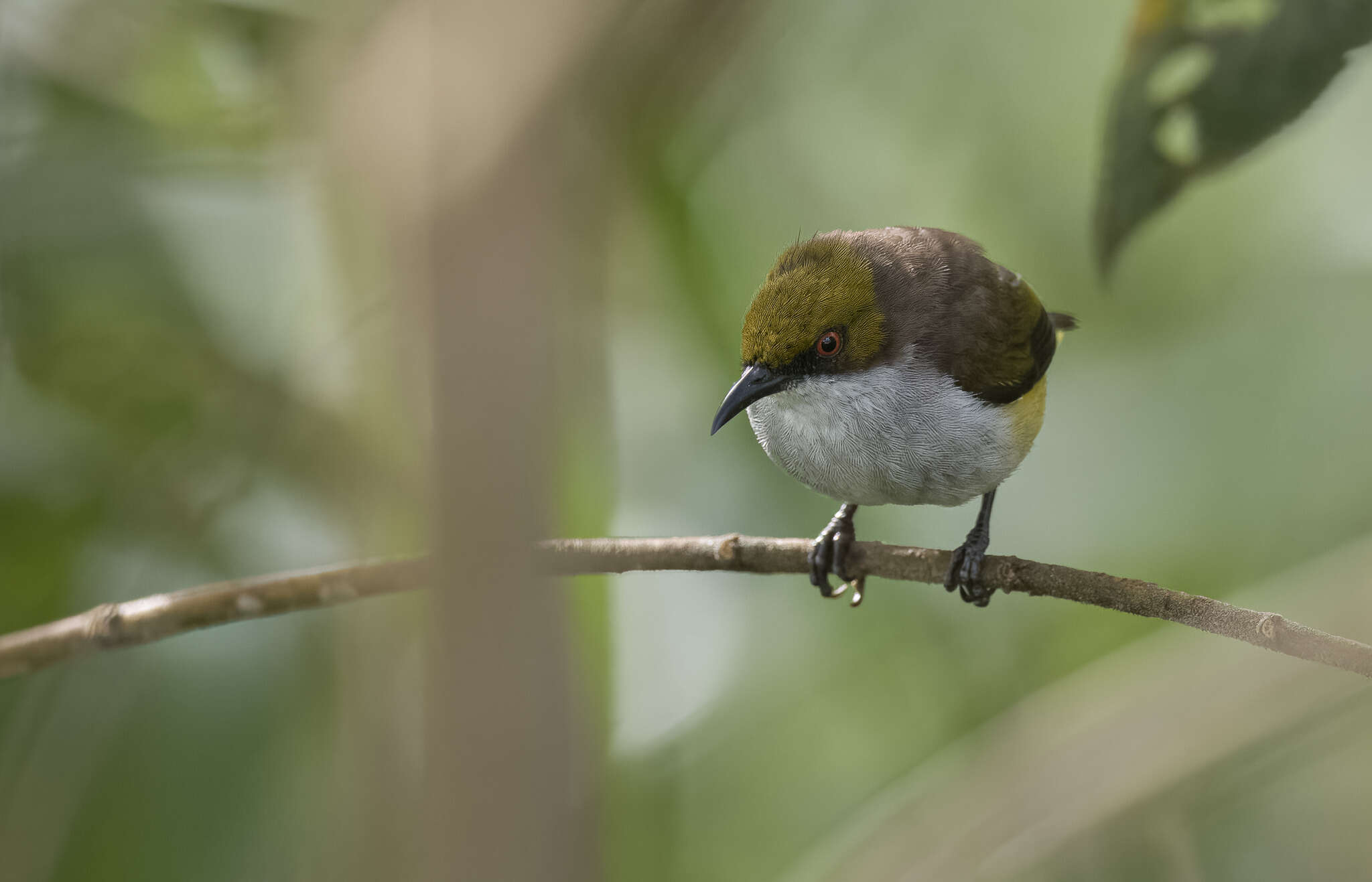 Image of Olive-capped Flowerpecker