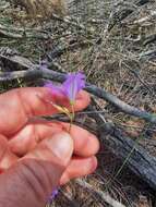 Image of Thysanotus juncifolius (Salisb.) J. H. Willis & Court