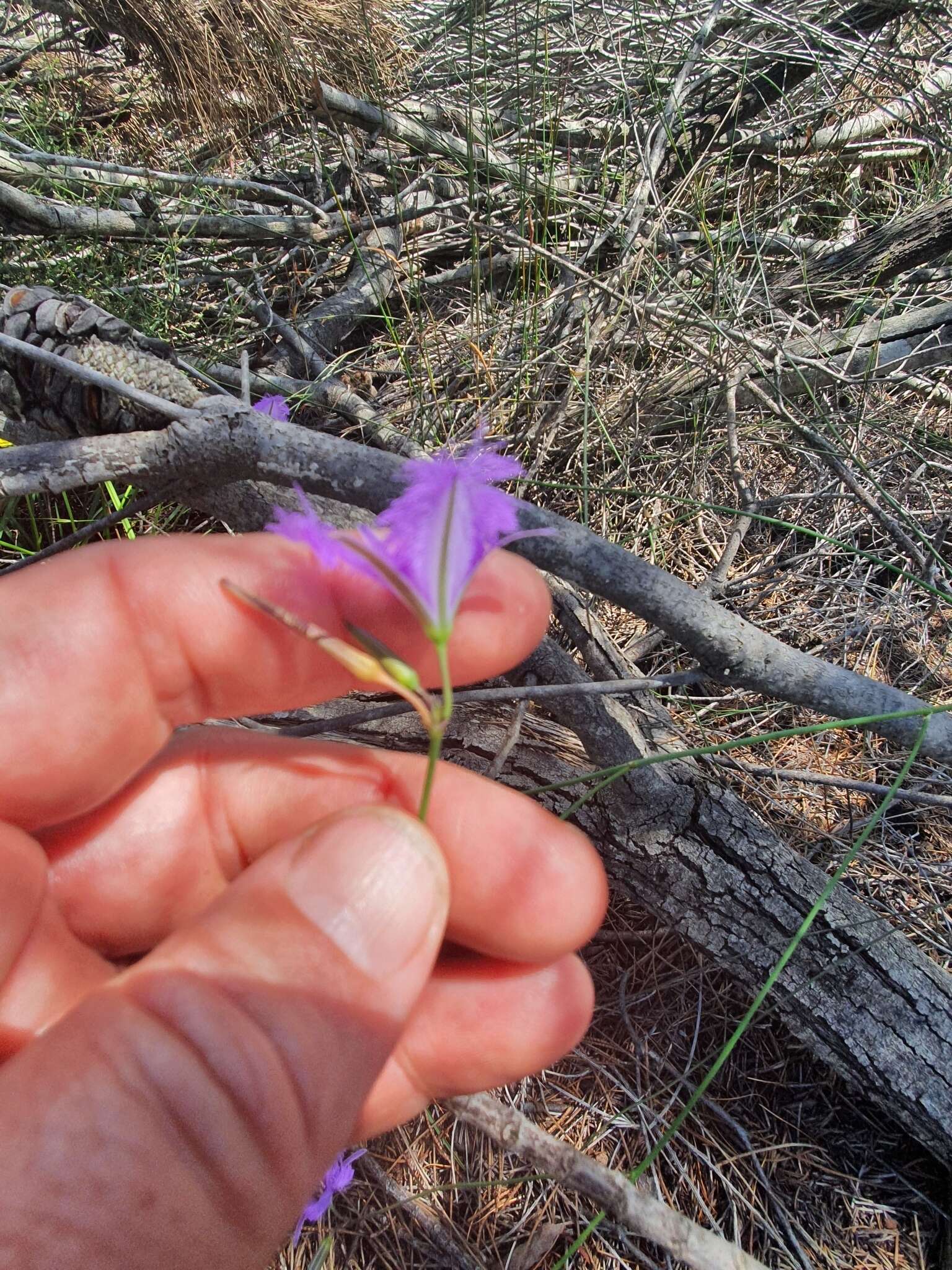 Image of Thysanotus juncifolius (Salisb.) J. H. Willis & Court