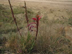 Imagem de Watsonia gladioloides Schltr.