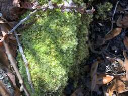 Image of leucobryum moss