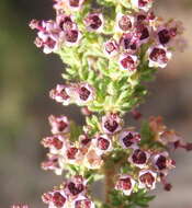 Imagem de Erica hispidula var. hispidula