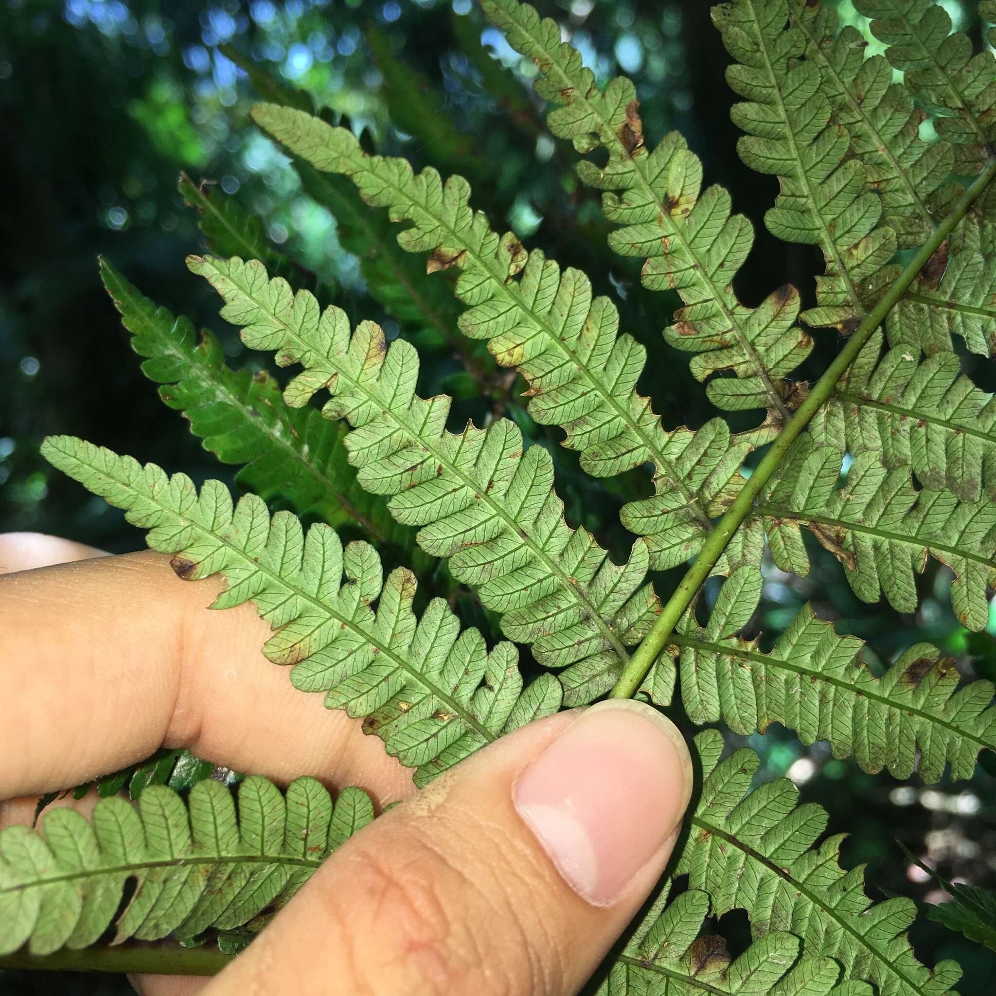 Sivun Alsophila fenicis (Copel.) C. Chr. kuva