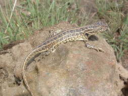 Image of Bunchgrass Lizard