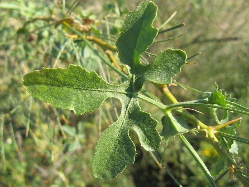 Image of Dactyliandra welwitschii Hook. fil.