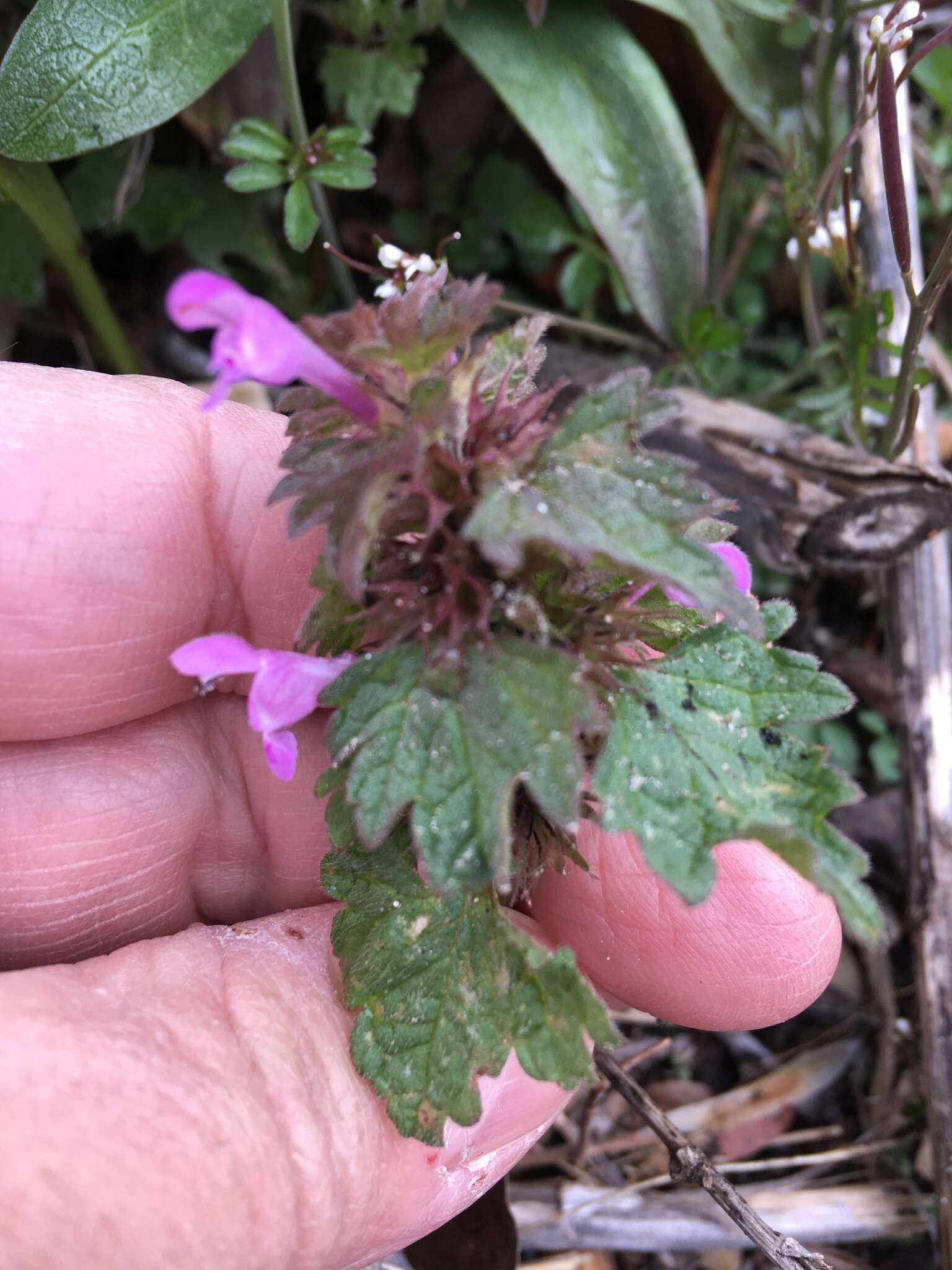 Image of Lamium purpureum var. hybridum (Vill.) Vill.