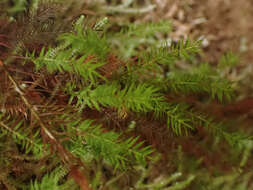 Image of Lescur's bartramiopsis moss