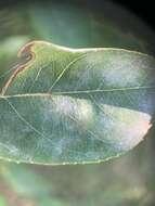 Image of Podosphaera amelanchieris Maurizio 1927