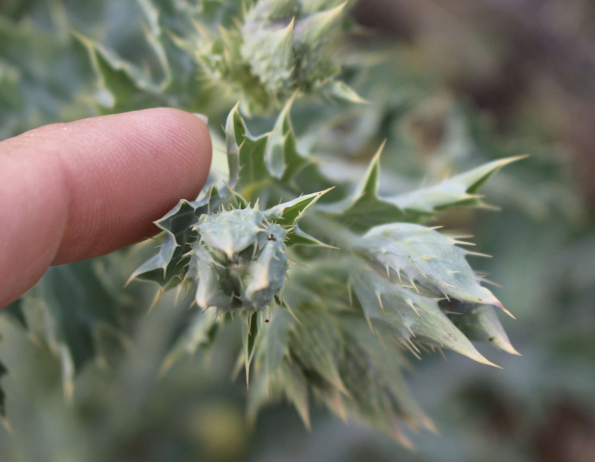 Image of hedgehog pricklypoppy