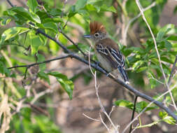 Image of Black-crested Antshrike