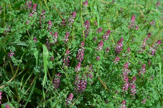 Image of Common Fumitory