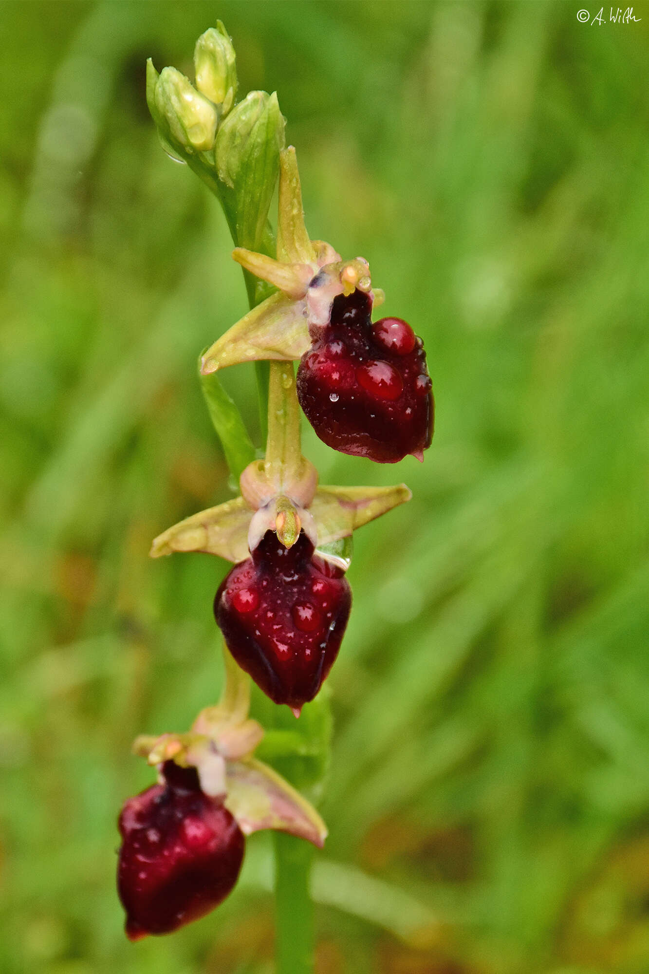 Image of Ophrys sphegodes subsp. helenae (Renz) Soó & D. M. Moore