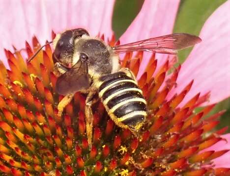 Image of Pugnacious Leaf-cutter Bee