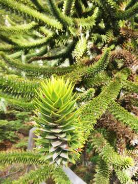 Image of Monkey Puzzle