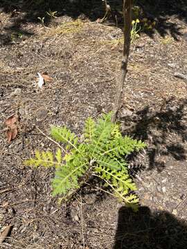 Image of Gonospermum fruticosum Less.