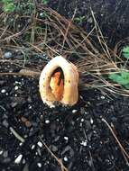 Image of column stinkhorn