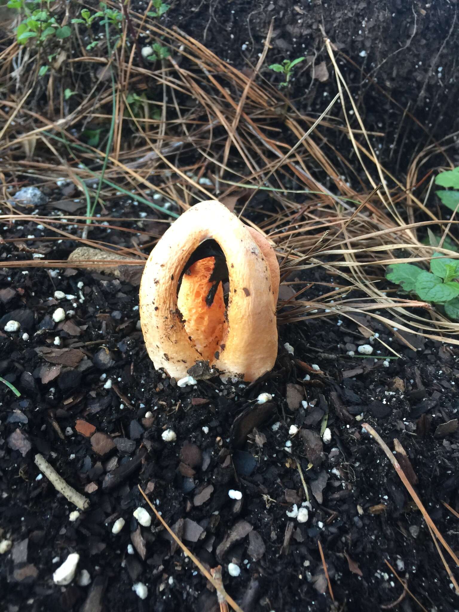 Image of column stinkhorn