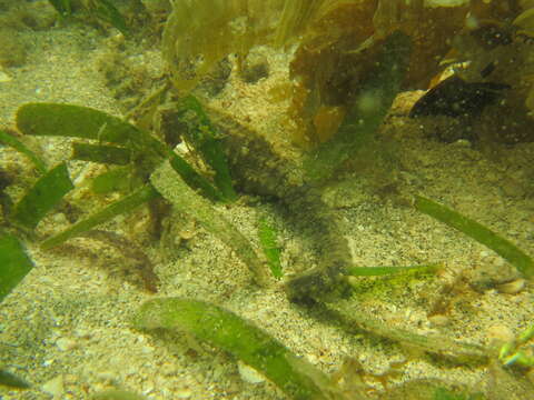 Image of Common seahorse