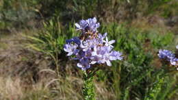 Image of Selago rotundifolia L. fil.