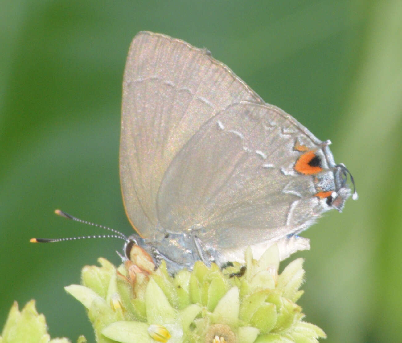 Image of Gargina thoria