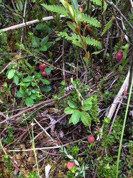 Image of Bog Cranberry