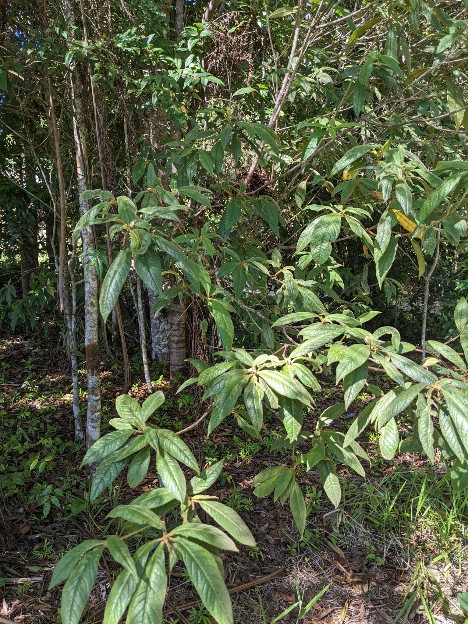 Pittosporum rubiginosum subsp. wingii (F. Müll.) R. C. Cooper resmi