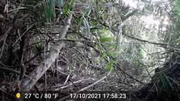 Image of Fire-footed Rope Squirrel