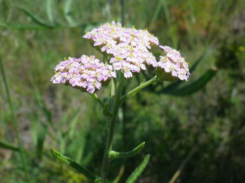 Image of Achillea euxina Klok.