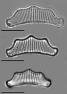 Image of <i>Eunotia tecta</i>