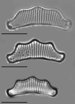 Image of <i>Eunotia tecta</i>